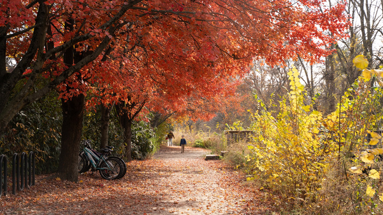 Hiking trail with fall foliage