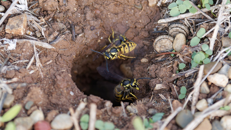 Wasps in hole in ground
