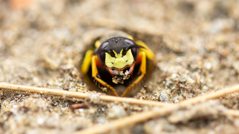 Wasp coming out of ground