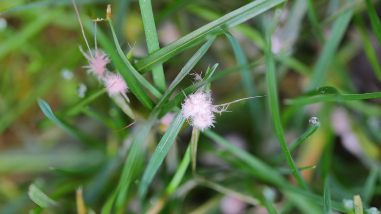 Red thread disease on blades of grass