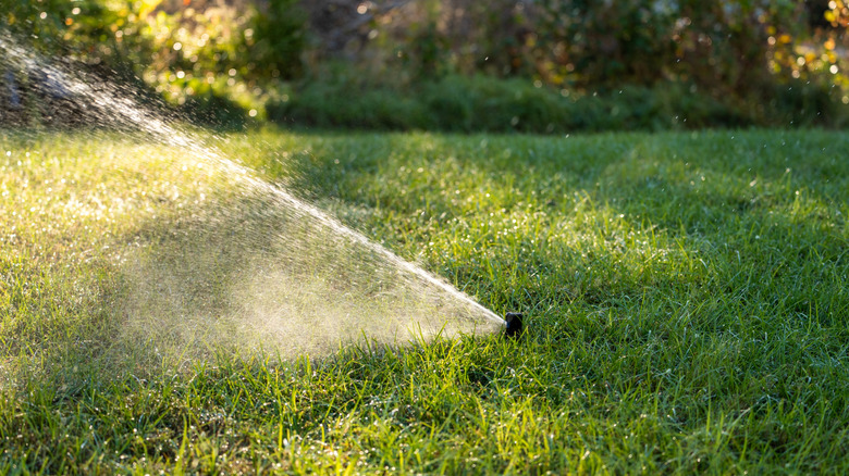 Sprinkler watering a healthy green lawn