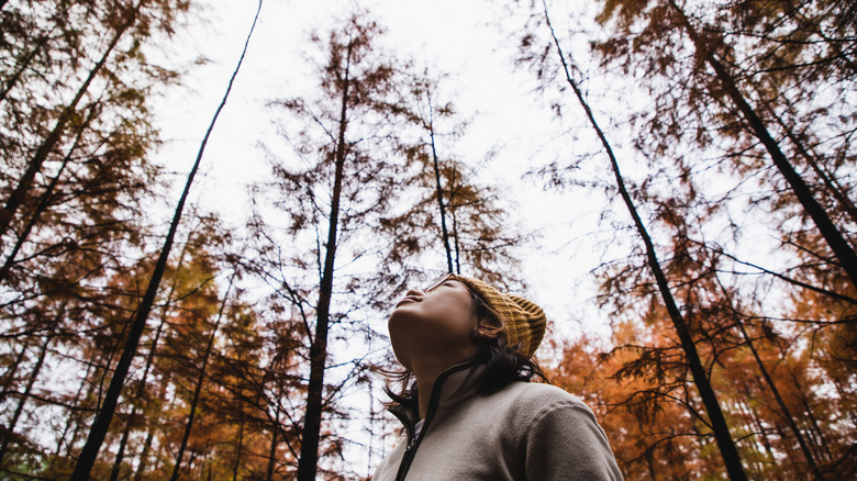 Person looking up at trees