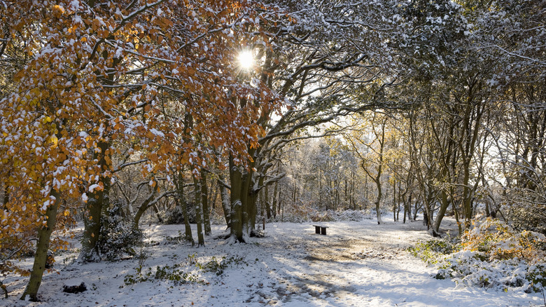 Leafy tree surrounded by bare trees with snow on the ground