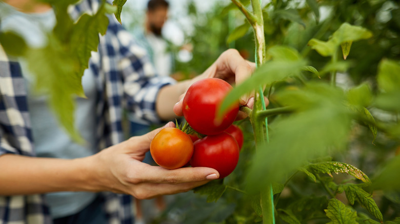 Gardener harvesting red tomatoes