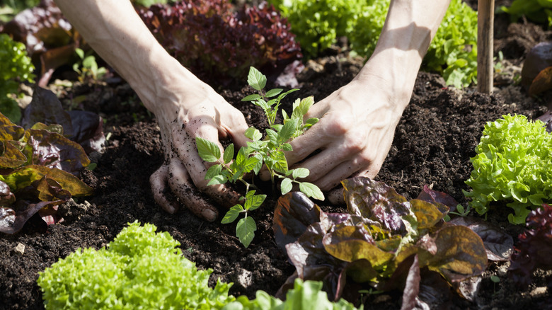 Hands planting herbs among lettuce in a garden