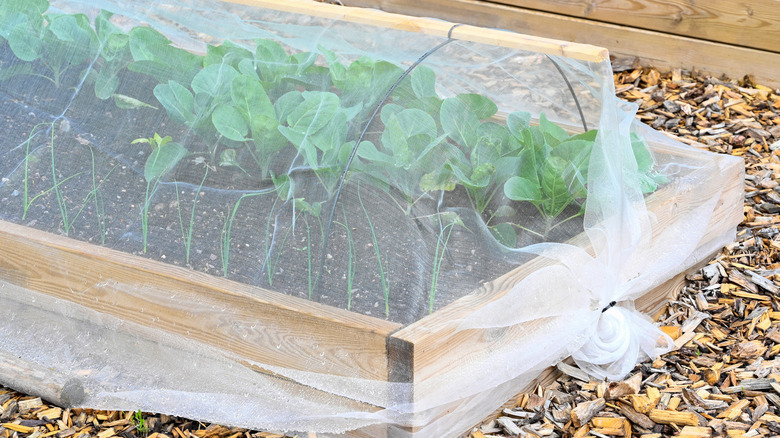Mesh covering over a garden