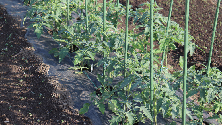 Tomato plants with support stakes