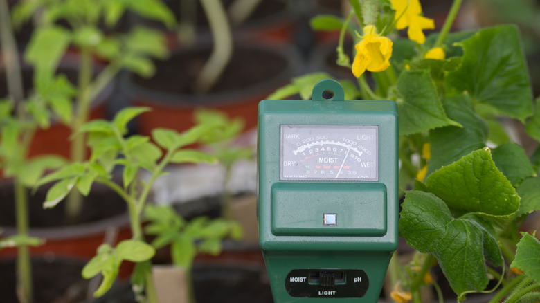 A soil test meter that has dial to read moisture, light, and pH sits in front of a vegetable garden.