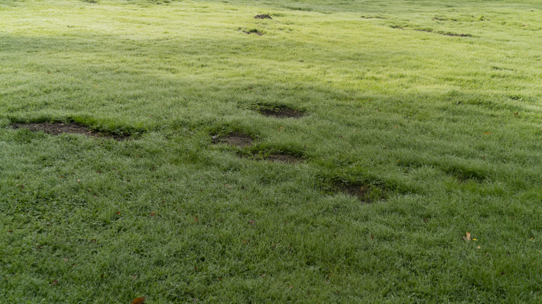 Uneven lawn with low spots