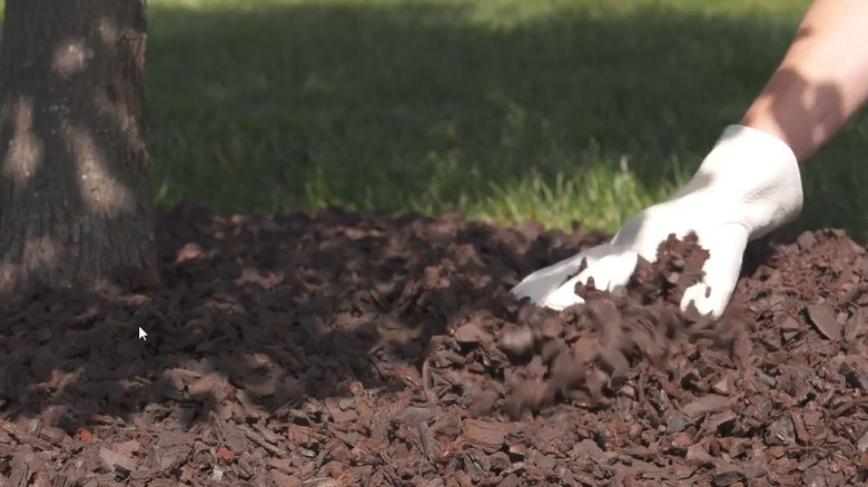 person with a white gardening glove spreading cypress rubber mulch around a tree