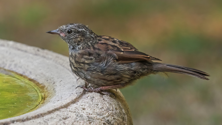 A brown bird on the edge of a birdbath