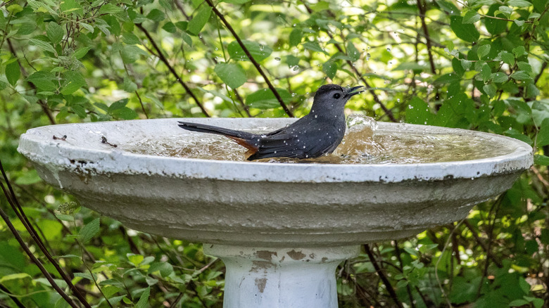 Bird bathing in concrete birdbath