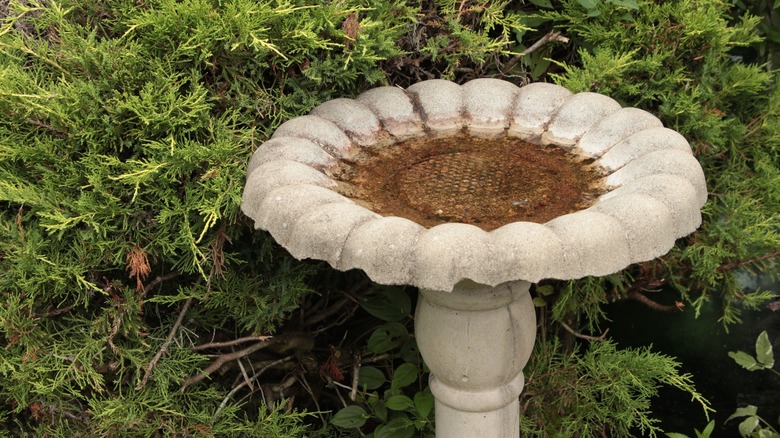 Concrete bird bath outside