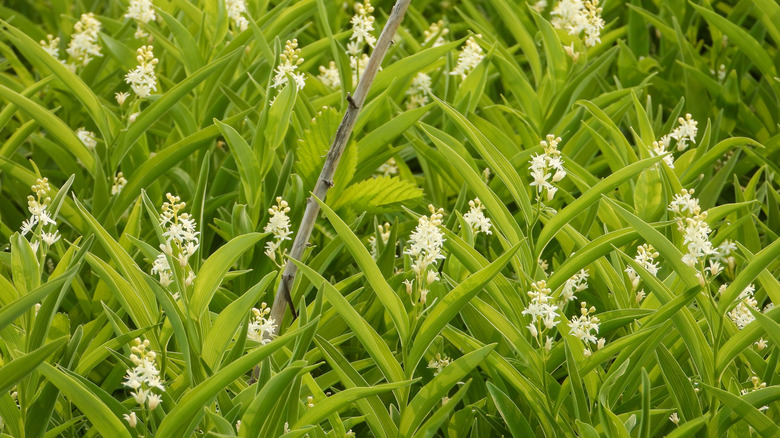 A field of starry Solomon's plume plants