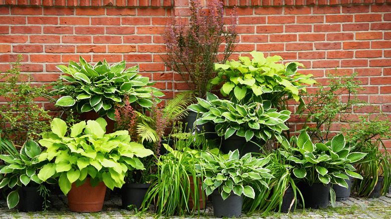 Potted hostas and other plants against a brick wall