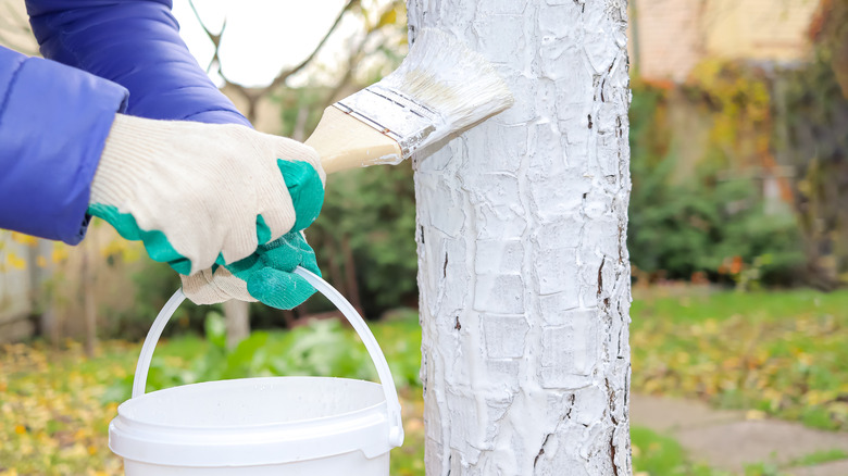 someone applying whitewash to a tree