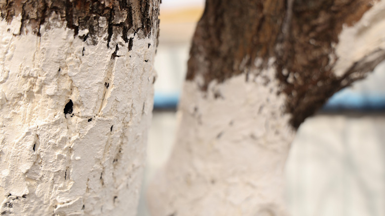 a whitewashed tree