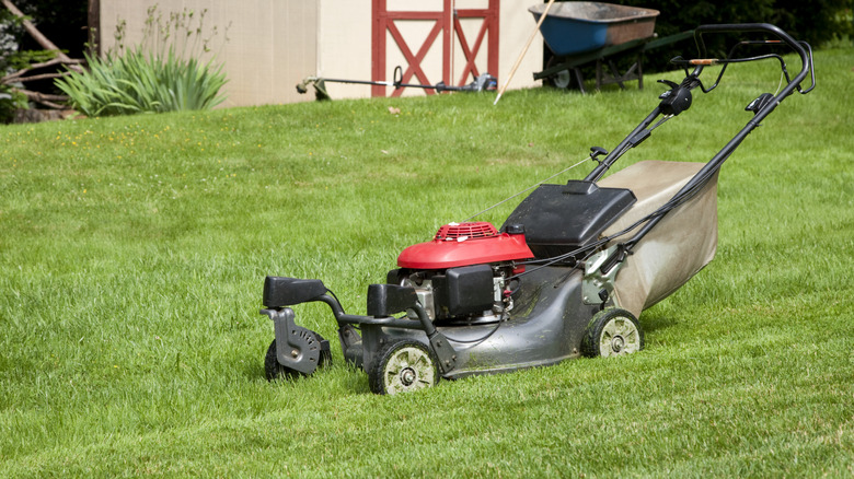 Gas mower in backyard near shed