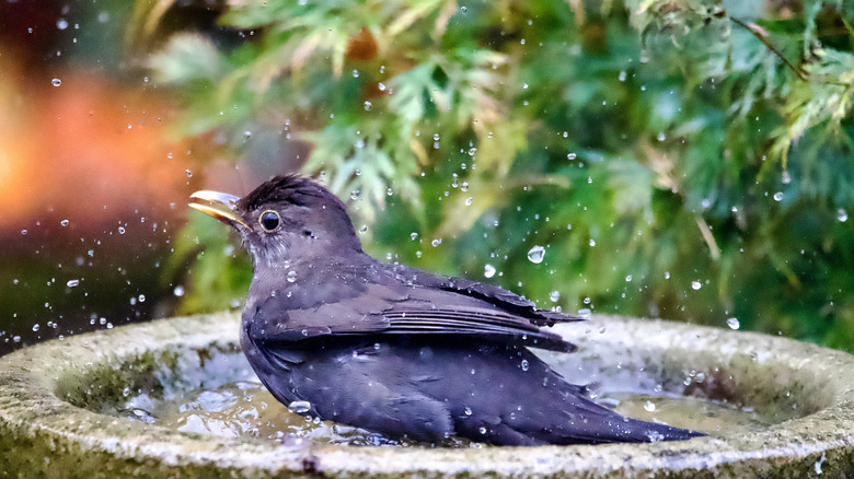 Bird splashing in a birdbath
