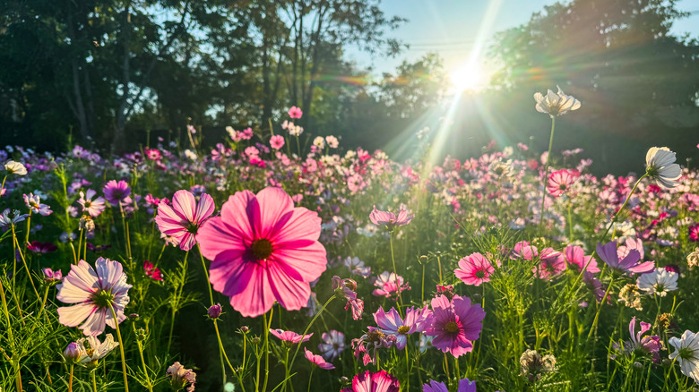 Sunlight hitting a field of pink and purple flowers