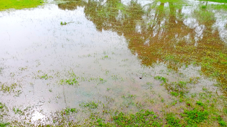 A very flooded lawn with standing water