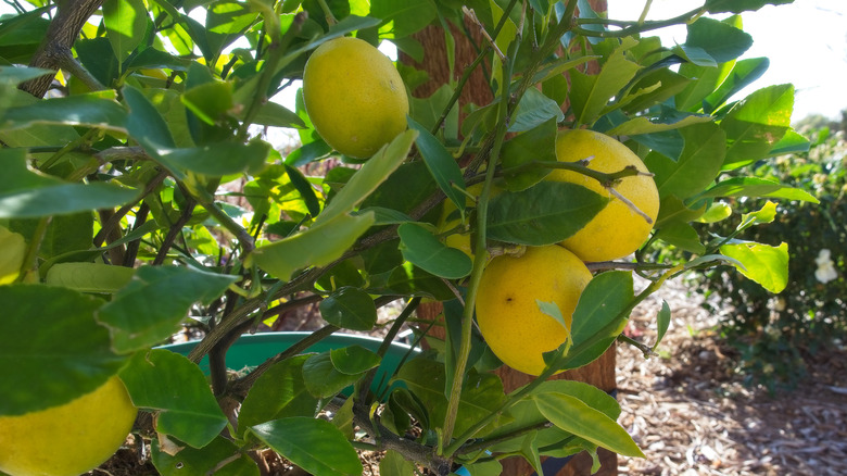 Large lemons grow on a potted Meyer lemon tree