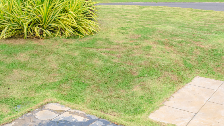 Lawn with several brown spots