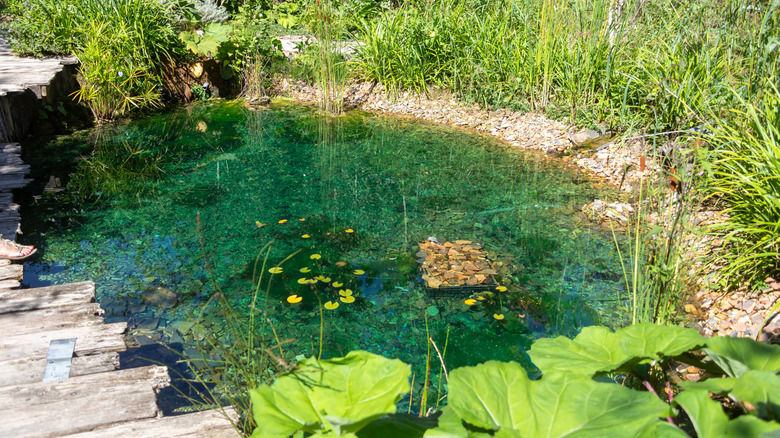 A man-made pond and wetland