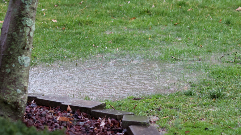 flooded lawn with pool of water
