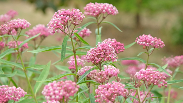 flowering swamp milkweed