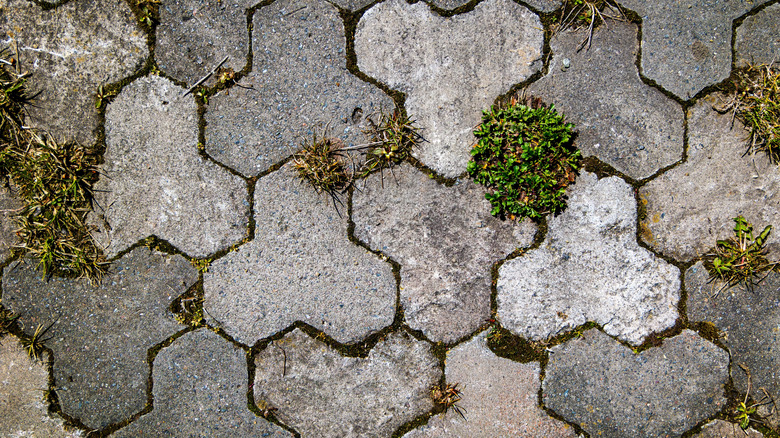 Unkempt pavers with grass growing through them