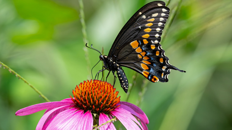 Black swallowtail butterfly collecting pollen from a flower