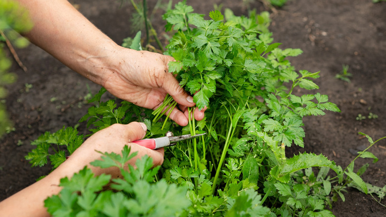 Woman snips parsley in a garden