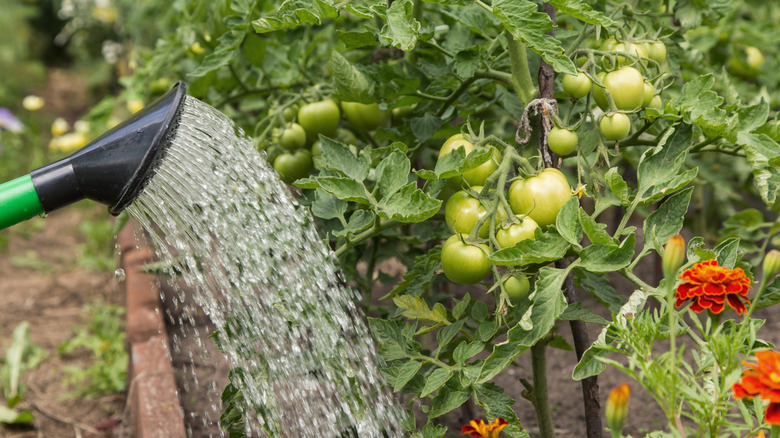 watering tomato plants and flowers in the garden with a watering can