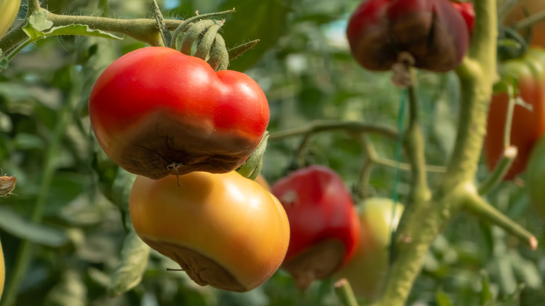 tomatoes on the vine with bottom end rot