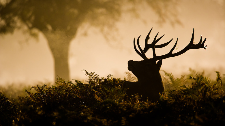 Silhouette of a male deer