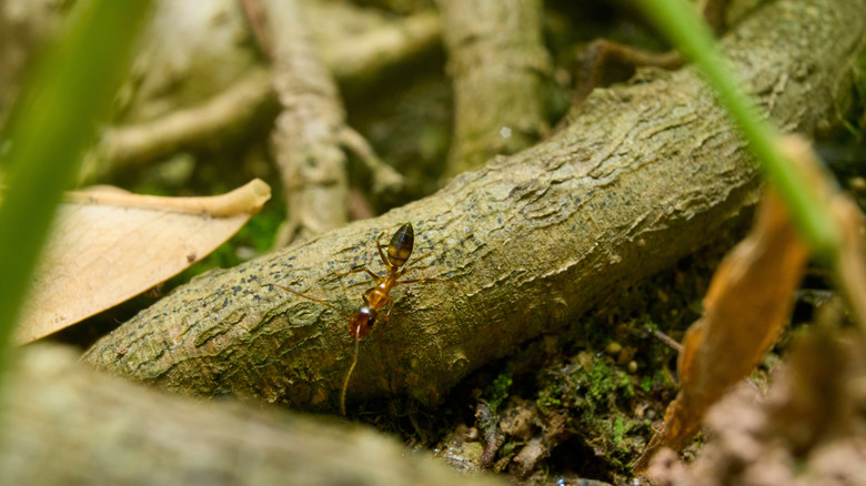 Ant on a tree root close up