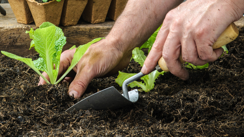Person replanting lettuce