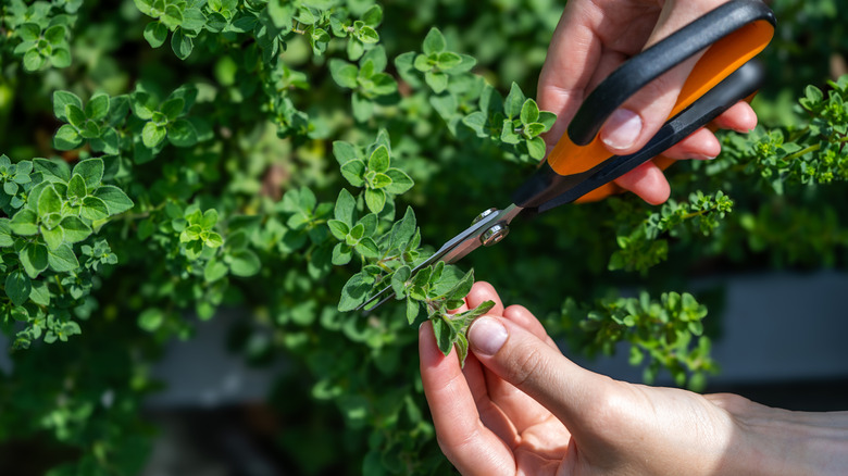 Hands harvesting oregano with shears