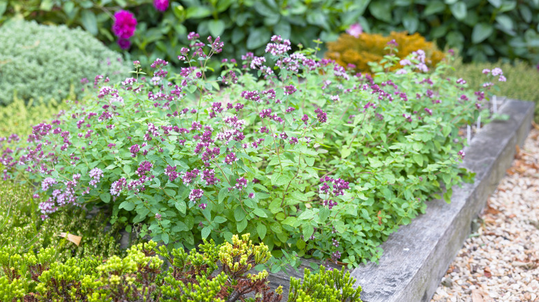 A bed of oregano with purple flowers in a garden
