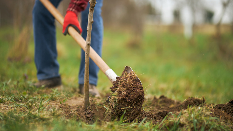 Person planting a tree