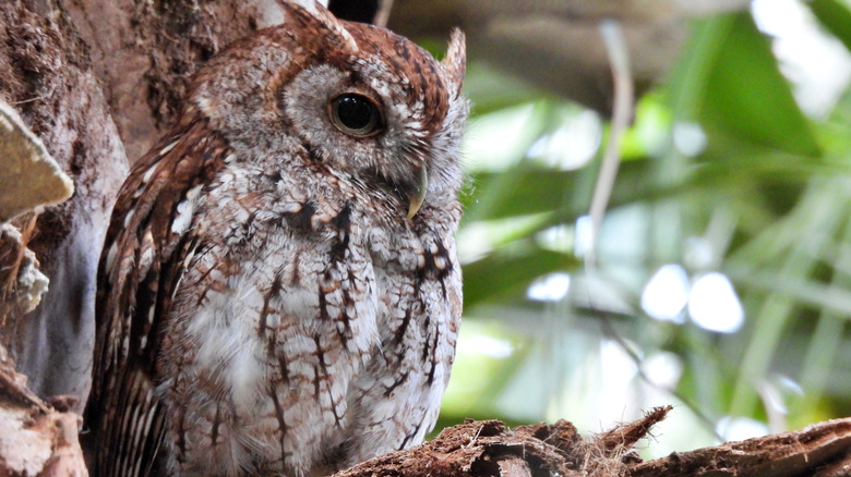 Eastern screech owl