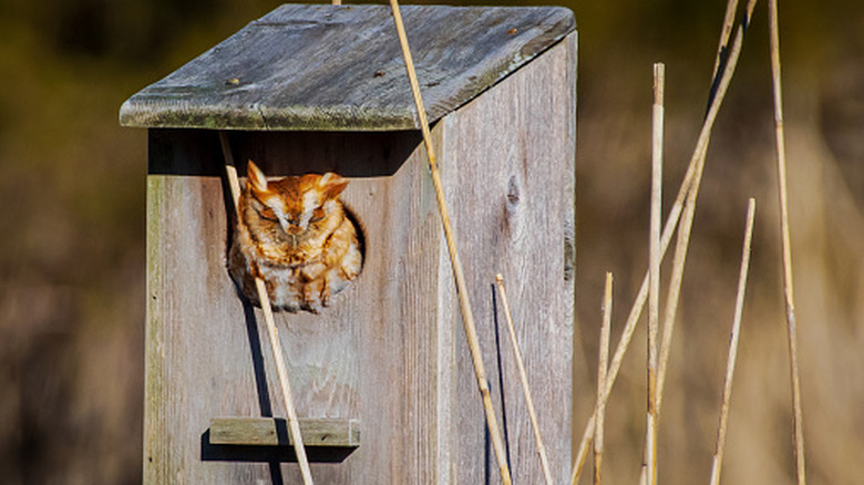 Screech owl in a box