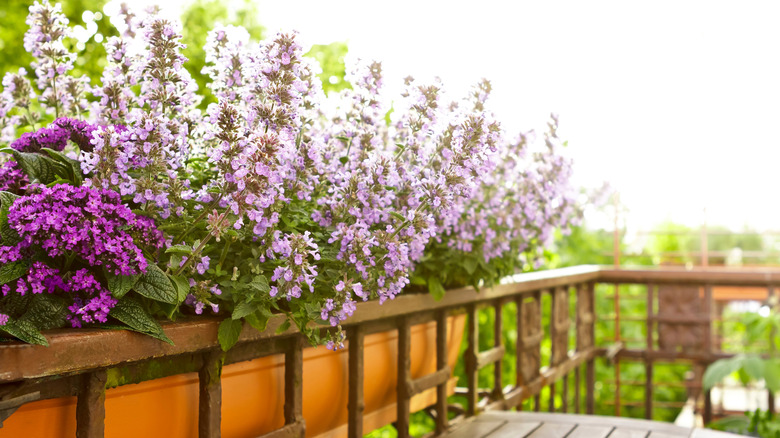 multiple flowers in a planter box