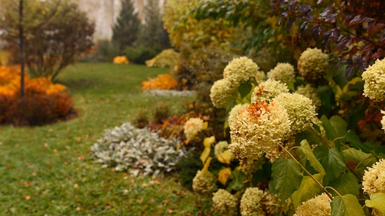 A fall garden with hydrangeas in the foreground
