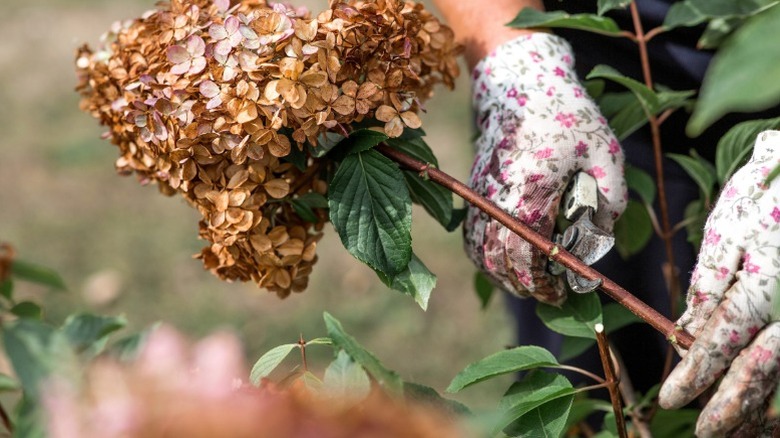 Removing spent hydrangea heads with pruning shears
