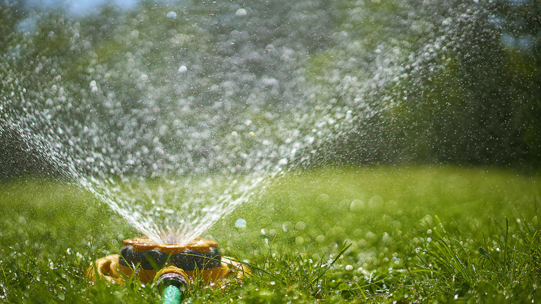 A sprinkler waters the lawn