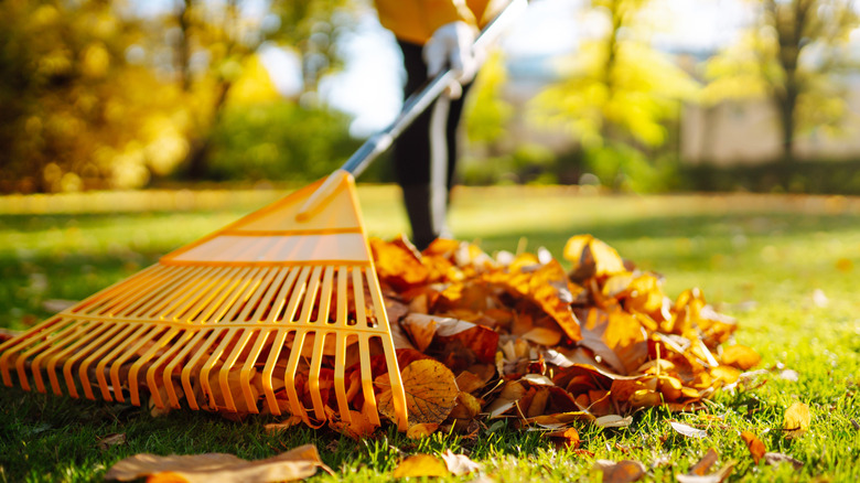 person raking leaves in yard