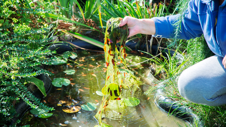 Person removing algae and weeds from garden pond