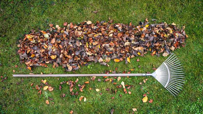 A rake laying next to a pile of leaves